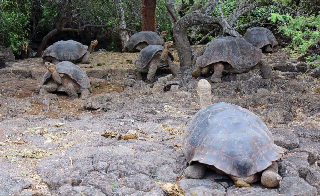 Galapagos Animal Species: Giant Tortoises