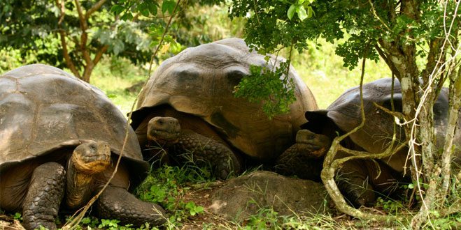 Tortugas gigantes de Galápagos