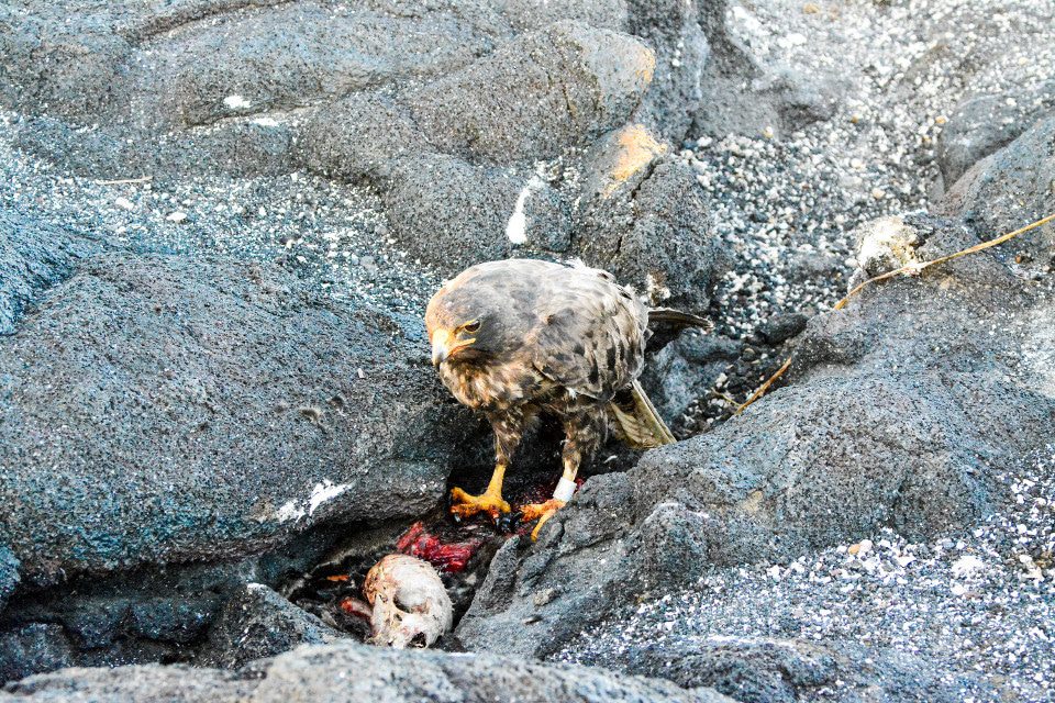 Galapagos Hawk Eating Its Prey