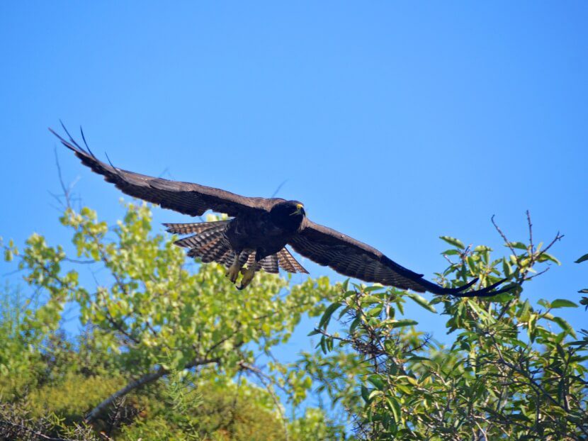 Galapagos Hawk Flying Down.