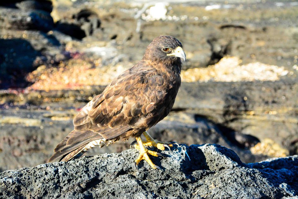 The Galapagos Hawk Is An Endemic Species Of The Archipelago.