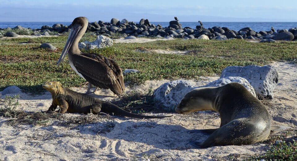 La vida salvaje icónica de Galápagos