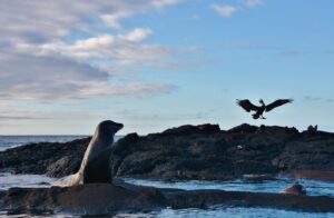 This Is Why We Can't Touch the Animals in the Galapagos