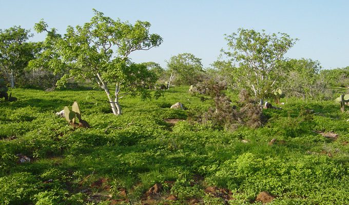 Vegetación de las islas Galápagos