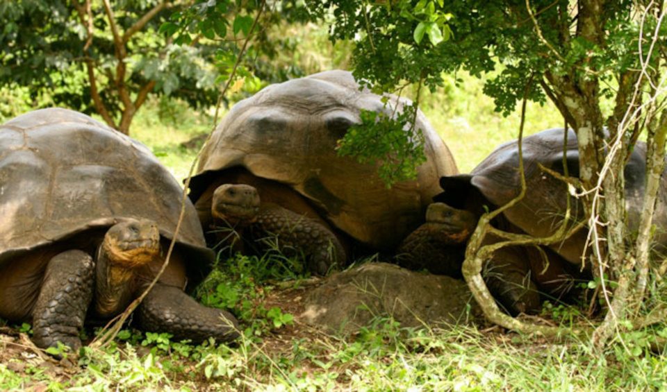 Tortugas gigantes de las Islas Galápagos 1