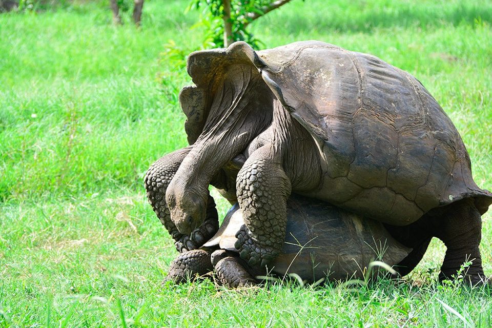 Galapagos Islands Giant Tortoises