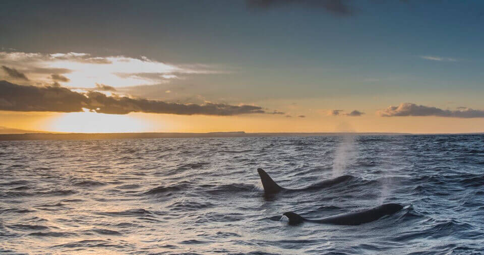 Islas Galápagos Orcas