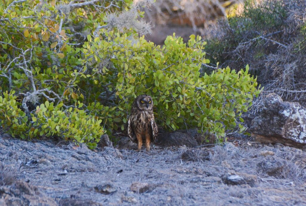 Galapagos Islands Owl
