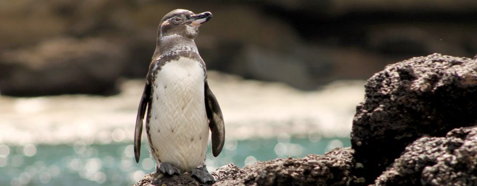 Galapagos Islands Penguin 1 1