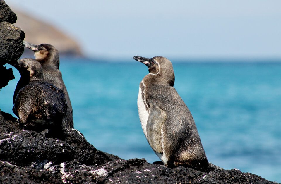 Aves de Galápagos: Pingüinos