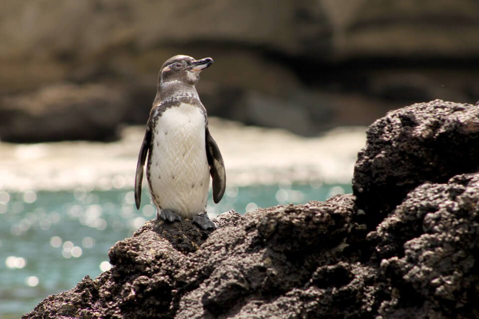 Galapagos Animals: Penguins