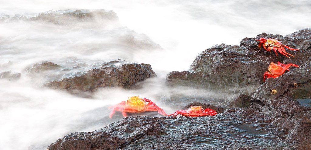 Cangrejo Rojo de Roca en Galápagos