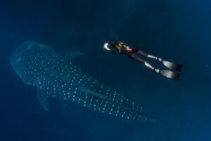Galapagos Fish: Whale Shark