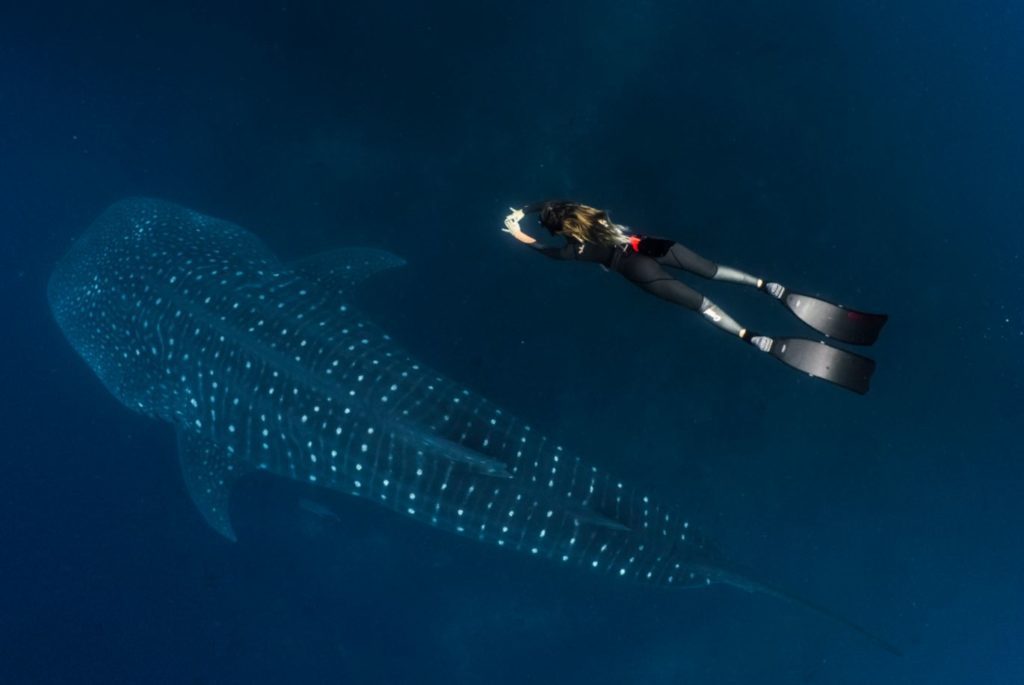 Peces de Galápagos: Tiburón ballena