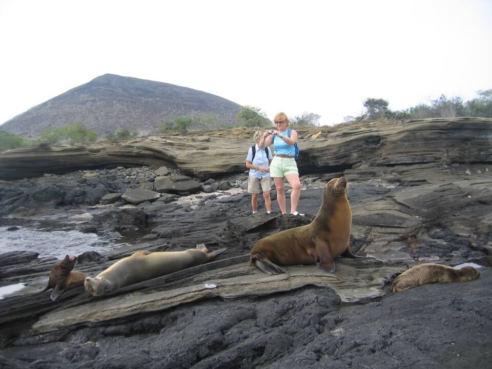 A Group Of Sea Lions Photographed By A Guest