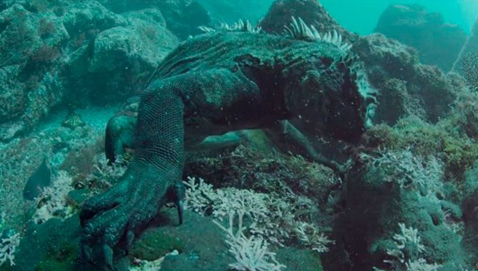Galapagos Islands Marine Life: Marine Iguanas