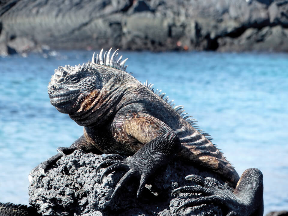 Iguana marina de Galápagos tomando el sol.