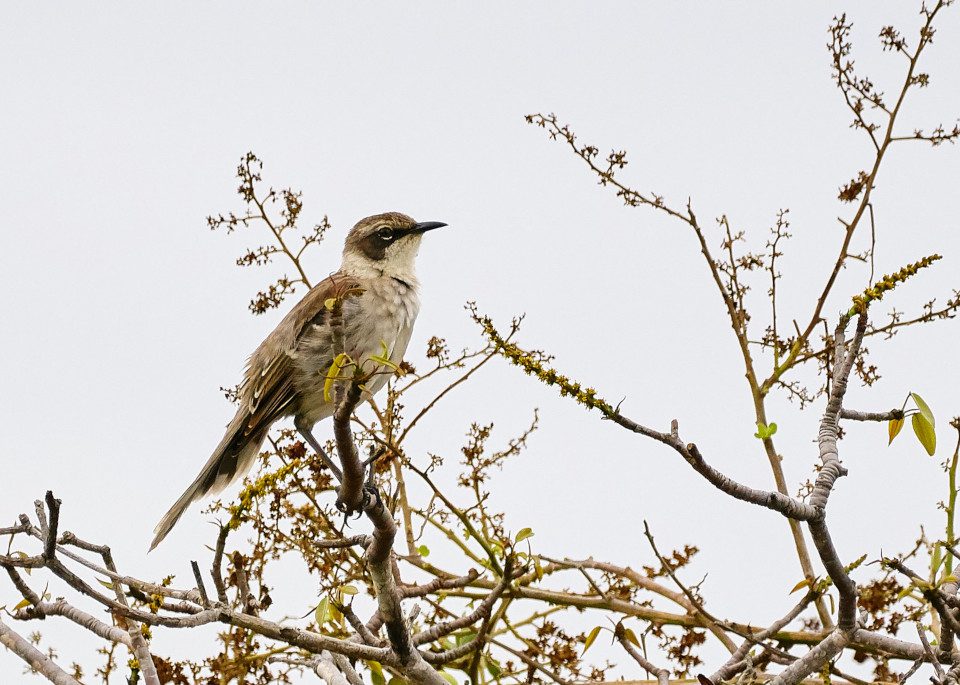 Mockingbird In Galapagos During Hot Season