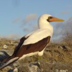 Iconic Specie Galapagos Nazca Booby.