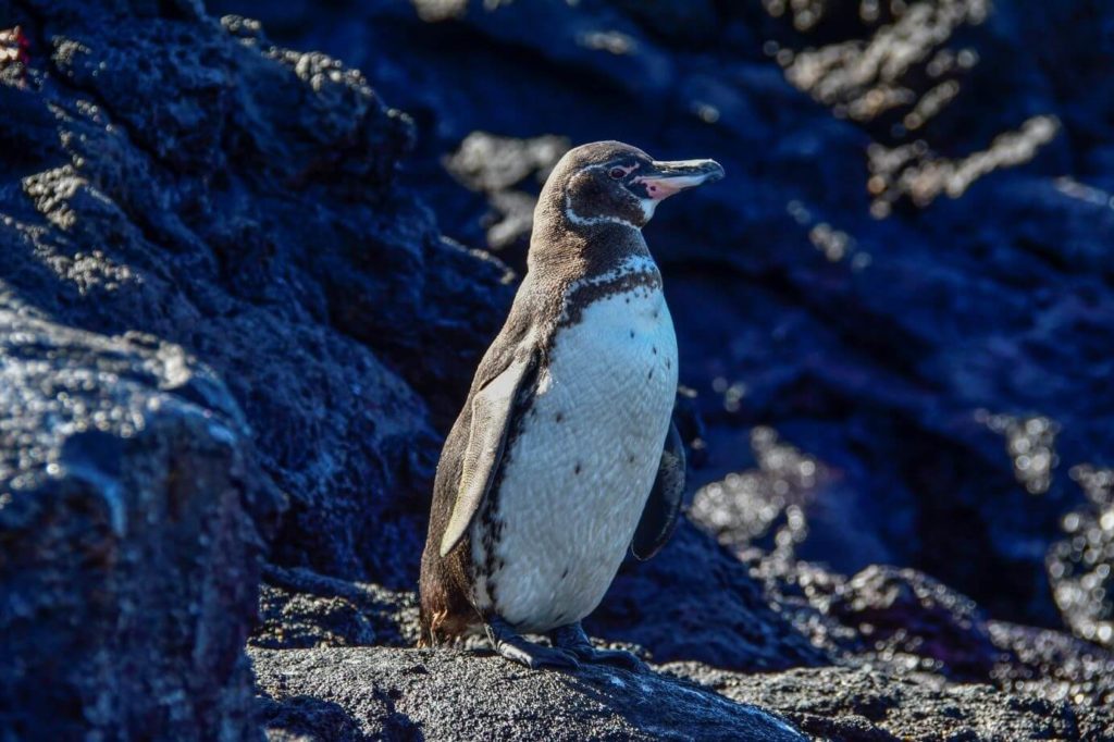 Galapagos Birds: Penguin