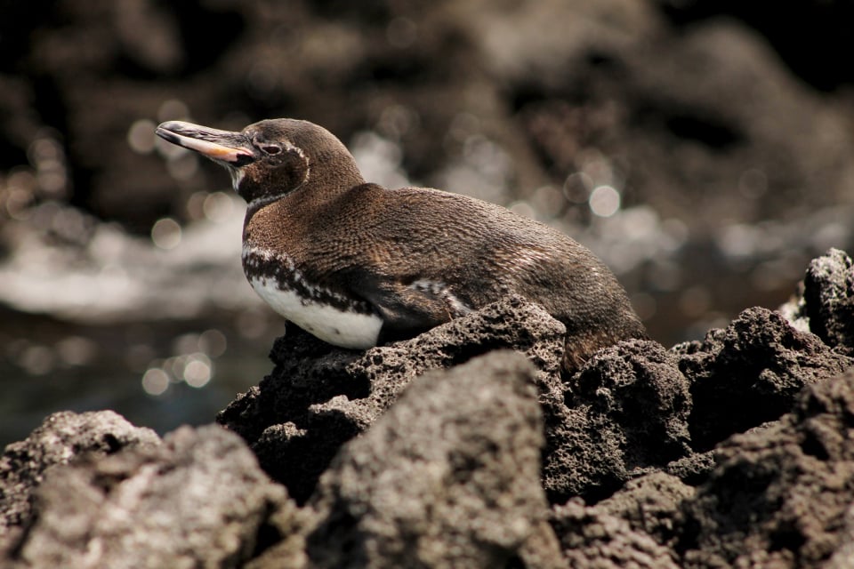 Especie icónica del pingüino de las Islas Galápagos. 