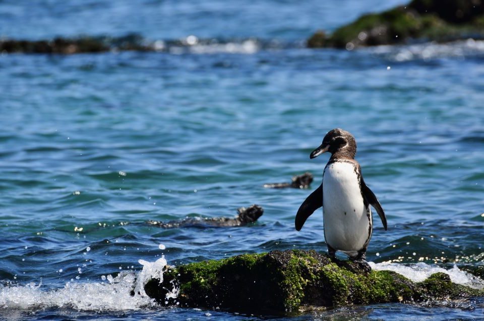 A Galapagos Penguin Spotted By The Shores.