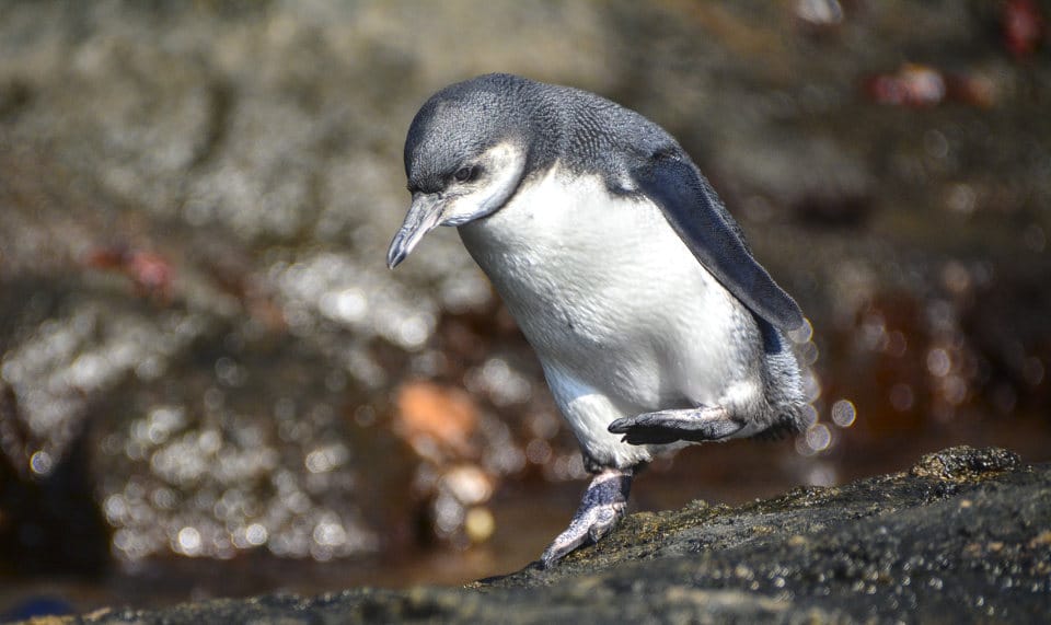 The Galapagos Penguin Is One Of The Most Iconic Species Of The Archipelago.