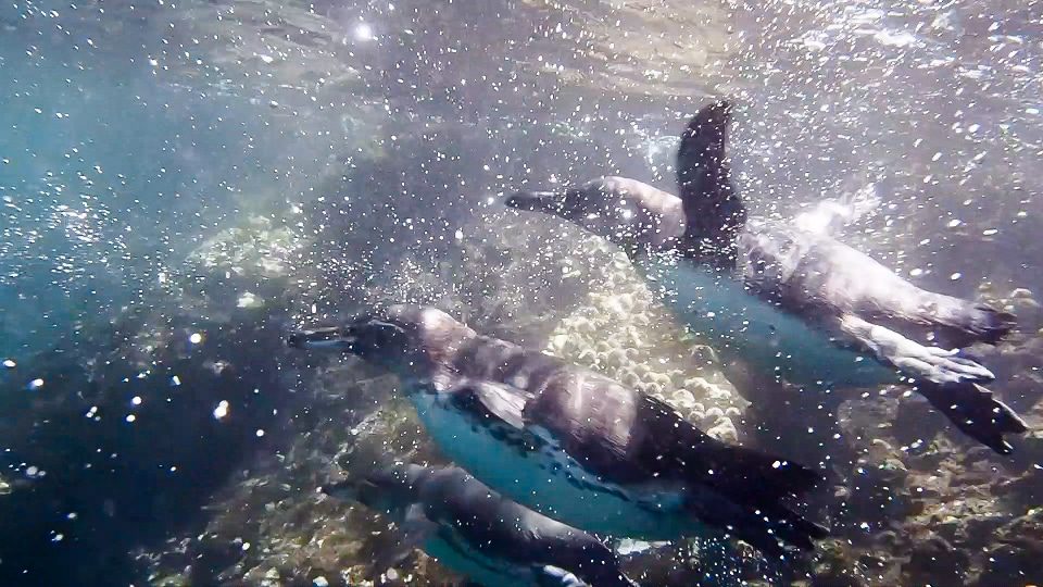 Pingüinos de Galápagos nadando