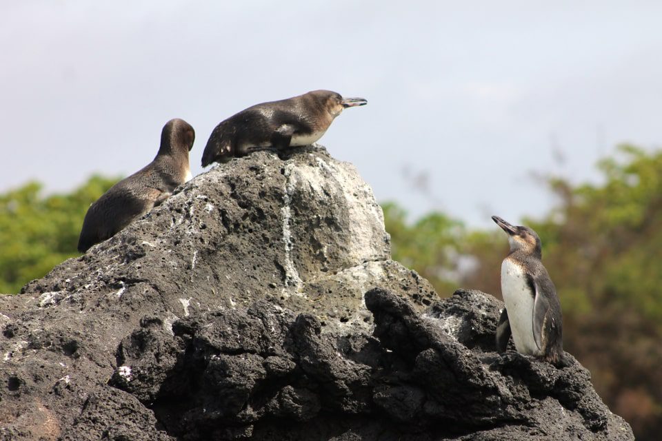 Familia de pingüinos de Galápagos. 