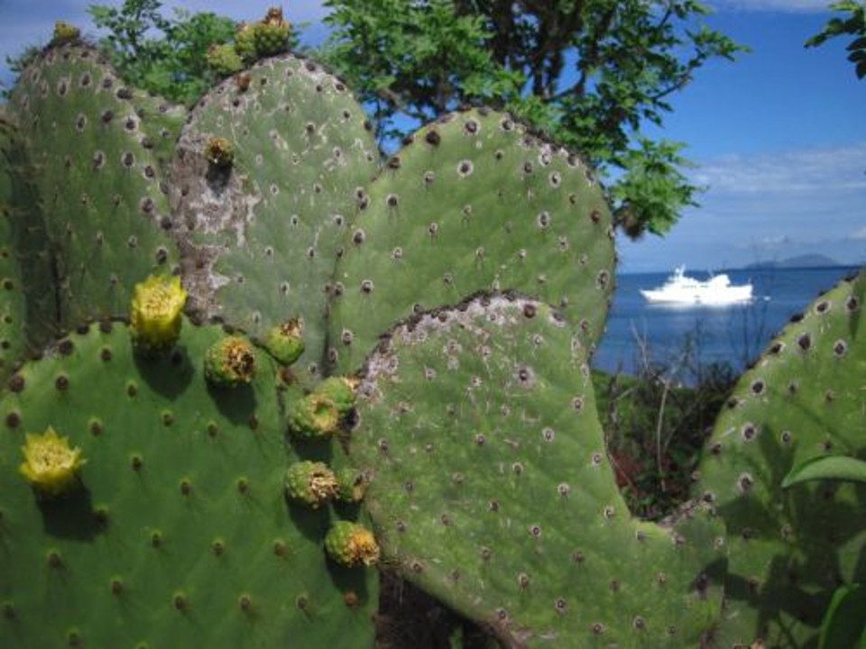 Galapagos Plant Life, Cactus. 