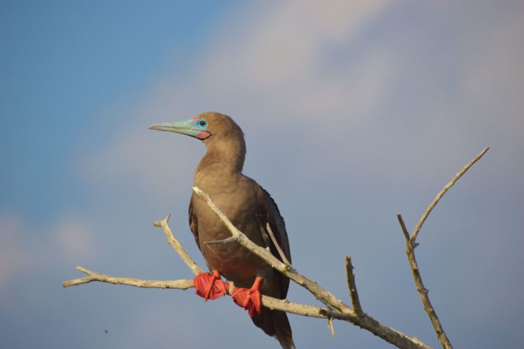 Piquero de patas rojas de Galápagos de pie sobre una rama