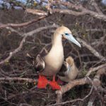 Galapagos Islands Red Footed Booby.