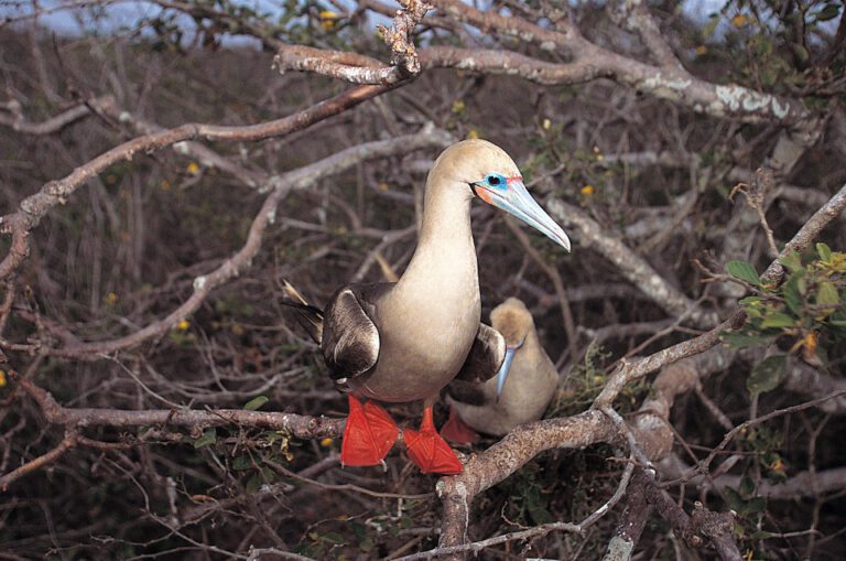 Red Footed Booby In The Galapagos