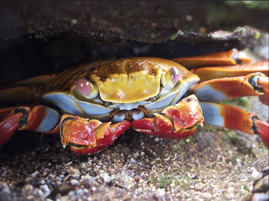 Galapagos Crab: Sally Lightfoot Crab