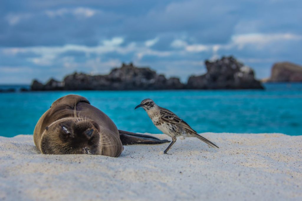 Animales de Galápagos: Lobos marinos y aves