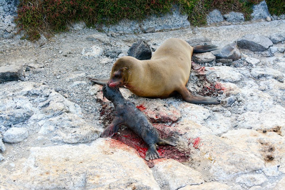 A Galapagos Sea Lion Looking After Its Newborn Cup!