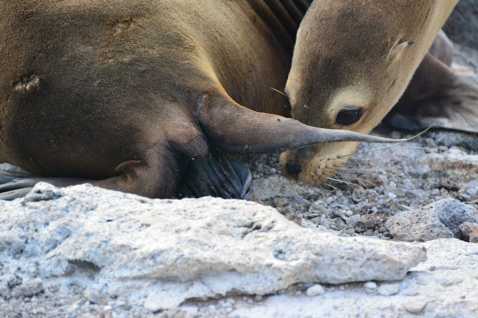 Galapagos Sea Lion Being Born.