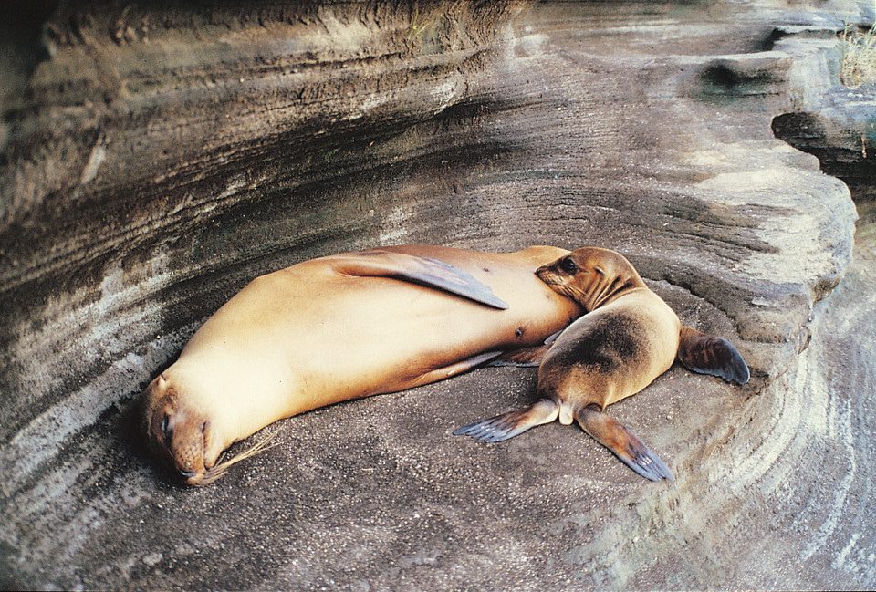 Mamá y cachorro lobo marino de Galápagos descansando
