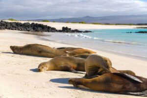 Galapagos Sea Lions Beach