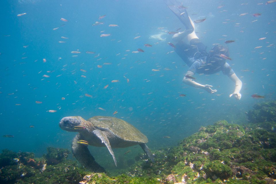 Snorkeling With Wildlife In Galapagos