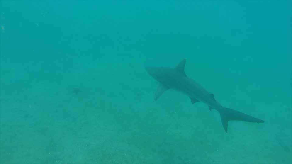 A Galapagos Shark Encounter.