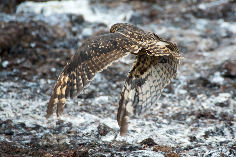 Galapagos Short-Eared Owl Flying.