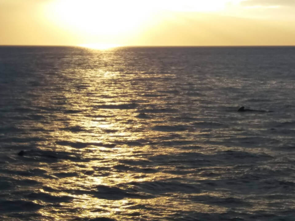 Morning Whale Watching Galapagos