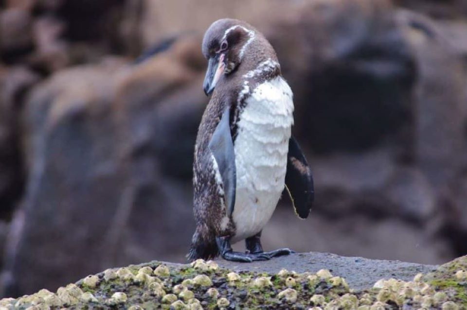 Galapagos Tropical Penguin.
