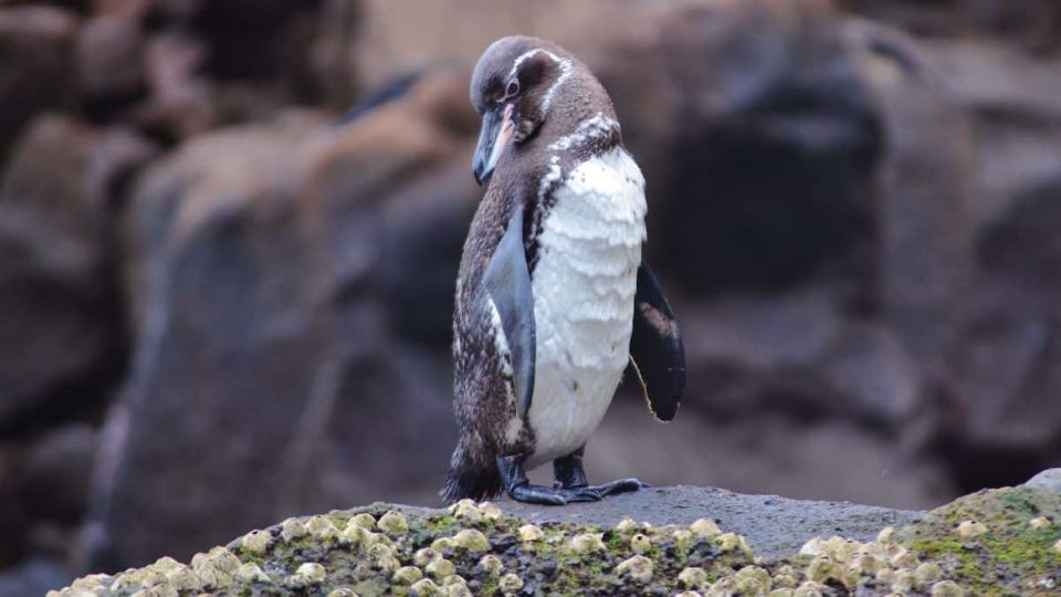 Galapagos Tropical Penguin.