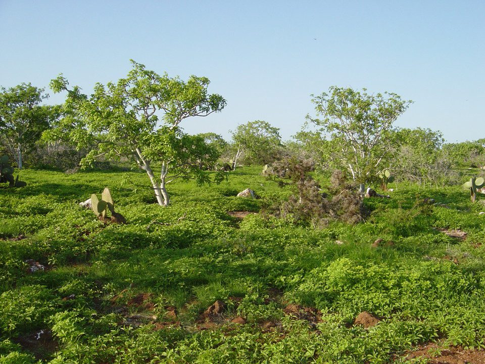 Vegetación de Galápagos durante la estación caliente.