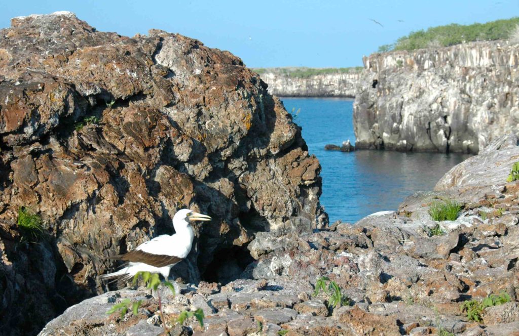 Galapagos Islands: Genovesa Island