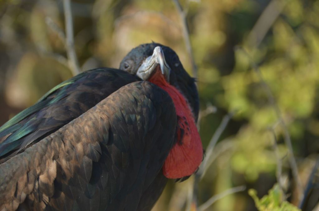 Genovesa Island Birds: Magnificent Frigatebirds