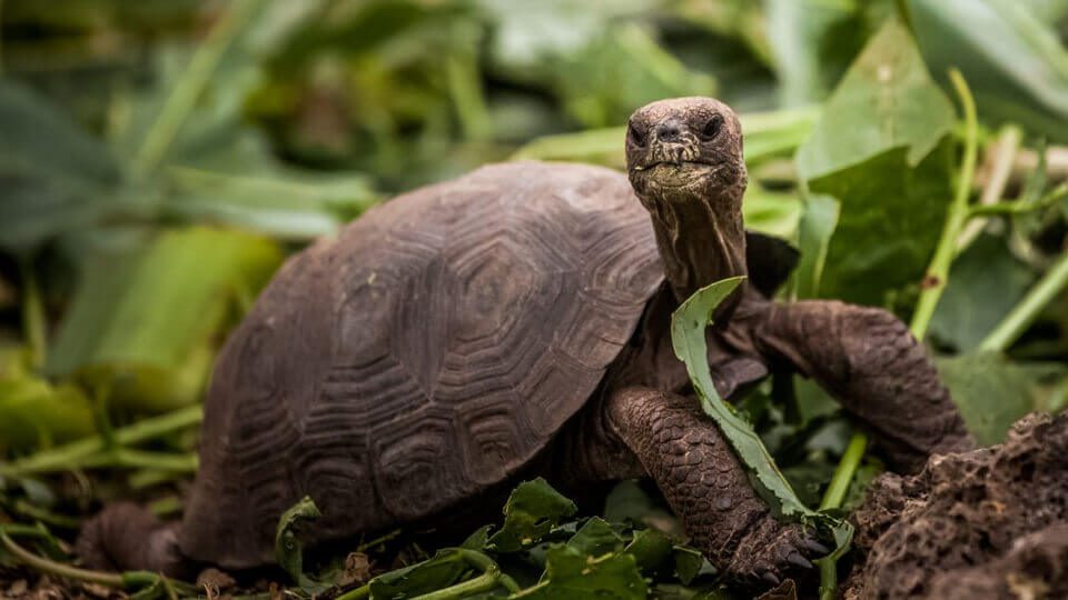 Repatriation Of Galapagos Tortoises