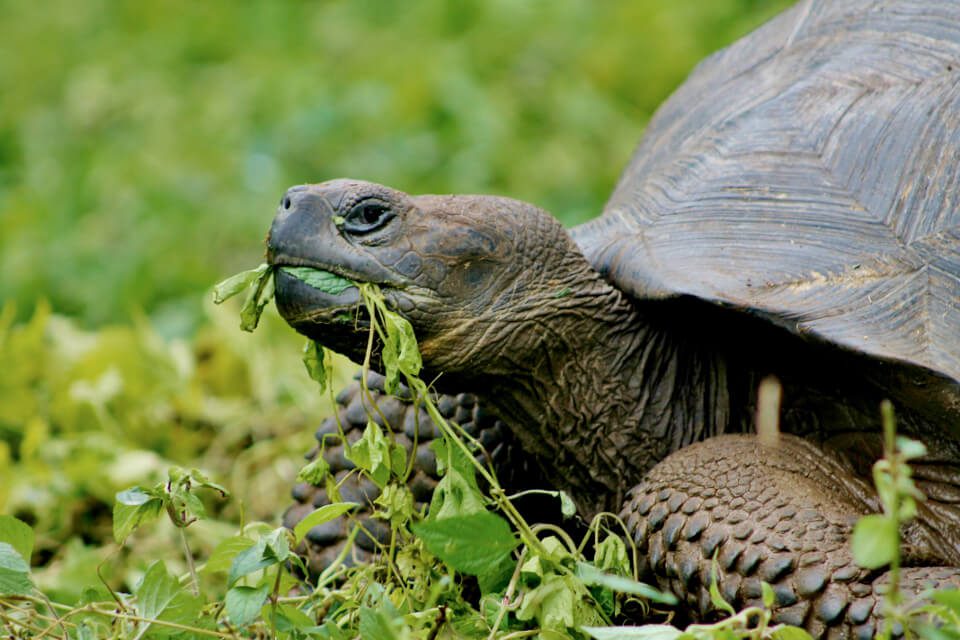 Giant Tortoise From The Galapagos.
